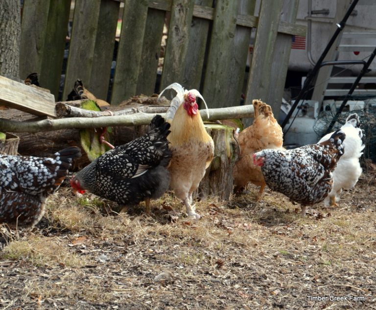 Are Chickens Good Pets for Homeowners? Backyard Poultry